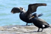 Oiseaux Grand cormoran (Phalacrocorax carbo)