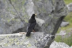 Oiseaux Chocard à bec jaune