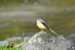 Oiseaux Bergeronnette des ruisseaux (Motacilla cinerea)