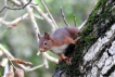 Mammifères Ecureuil roux (Sciurus vulgaris)