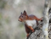 Mammifères Ecureuil roux (Sciurus vulgaris)