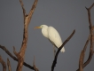 Oiseaux Grande aigrette (Ardea alba)