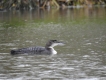 Oiseaux plongeon imbrin