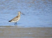 Oiseaux barge rousse