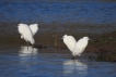 Oiseaux Aigrette garzette (Egretta garzetta)