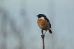 Oiseaux Traquet pâtre (Saxicola torquata)