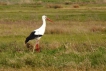 Oiseaux Cigogne blanche (Ciconia ciconia)