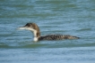 Oiseaux plongeon imbrin