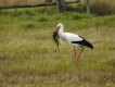 Oiseaux Cigogne blanche (Ciconia ciconia)