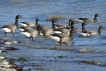 Oiseaux Bernache cravant (Branta bernicla)