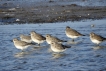 Oiseaux pluvier argenté / mécasseau maubéche (1)