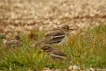 Oiseaux oedicnème criard