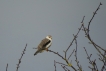 Oiseaux Elanion blanc (Elanus caeruleus)