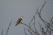 Oiseaux Elanion blanc (Elanus caeruleus)