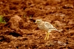 Oiseaux oedicnème criard