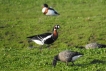 Oiseaux Bernache a cou roux