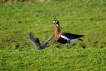 Oiseaux Bernache a cou roux