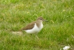 Oiseaux Chevalier Guignette