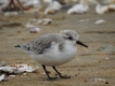 Oiseaux Bécasseau sanderling (Calidris alba)