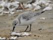 Oiseaux Bécasseau sanderling (Calidris alba)