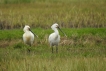 Oiseaux spatule blanche