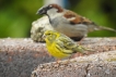 Oiseaux serin cini (Serinus serinus)