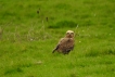 Oiseaux Busard des roseaux