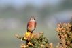 Oiseaux Linotte mélodieuse (Linaria cannabina)