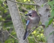 Oiseaux Geai des chènes (Garrulus glandarius)