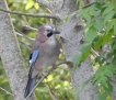 Oiseaux Geai des chènes (Garrulus glandarius)