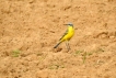 Oiseaux Bergeronette printanière (Motacilla flava)