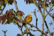 Oiseaux Bruant jaune (Emberiza citrinella)