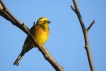 Oiseaux Bruant jaune (Emberiza citrinella)