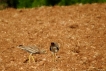 Oiseaux Oedicnème criard (Burhinus oedicnemus)