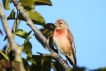 Oiseaux Linotte mélodieuse