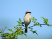 Oiseaux pie grièche écorcheur