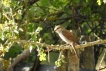 Oiseaux pie grièche écorcheur femellle