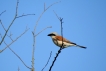 Oiseaux pie grièche écorcheur