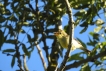 Oiseaux Hypolaïs polyglotte (Hippolais polyglotta)