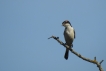 Oiseaux pie grièche à tête rousse