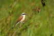 Oiseaux pie grièche écorcheur