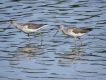 Oiseaux Chevalier aboyeur (Tringa nebularia)