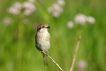 Oiseaux pie grièche écorcheur femellle