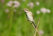 Oiseaux pie grièche écorcheur femellle