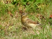 Oiseaux Torcol fourmilier (Jynx torquilla)