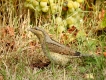 Oiseaux Torcol fourmilier (Jynx torquilla)