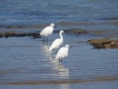 Oiseaux Aigrette garzette