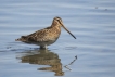 Oiseaux Bécassine des marais (Gallinago gallinago)