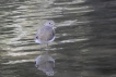 Oiseaux Chevalier culblanc (Tringa ochroprus)