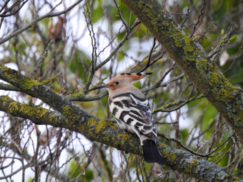 Photo Oiseaux Huppe fasciée